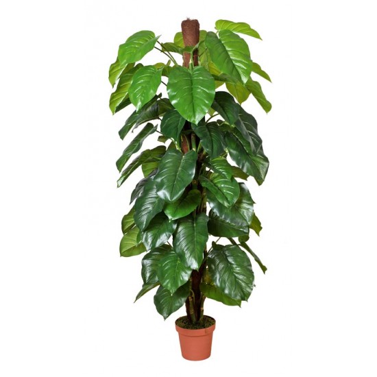 Money Plant (Aureus) 185cm Money Plant (Aureus) 185cm