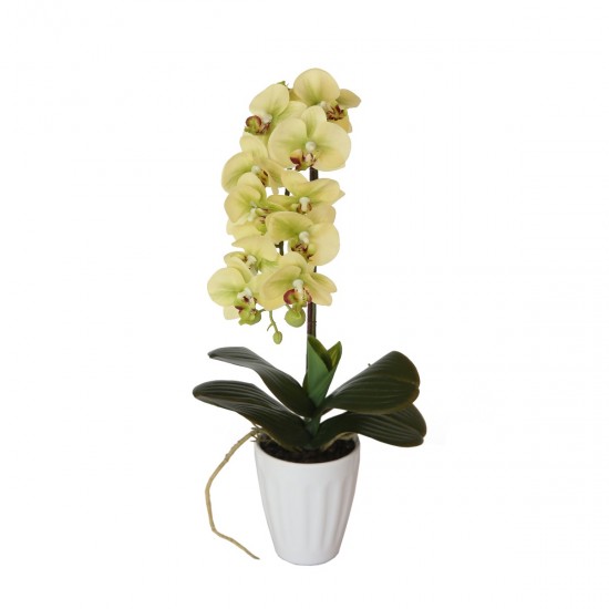 40cm Butterfly Orchid- Cream 40cm Butterfly Orchid- Cream