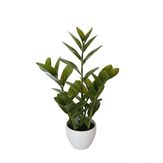 60cm Potted Zanzibar 60cm Potted Zanzibar