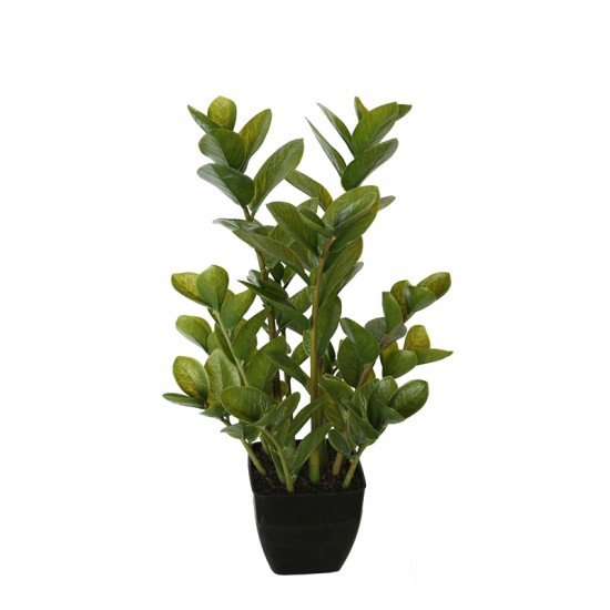 72cm Potted Multi Stem Zanzibar 72cm Potted Multi Stem Zanzibar