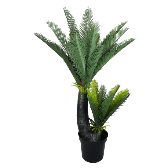 Multi Trunk Sago Cycad 130cm Multi Trunk Sago Cycad 130cm