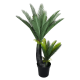 Multi Trunk Sago Cycad 130cm Multi Trunk Sago Cycad 130cm