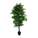 Mixed Green Bushy Ficus 180cm Mixed Green Bushy Ficus 180cm