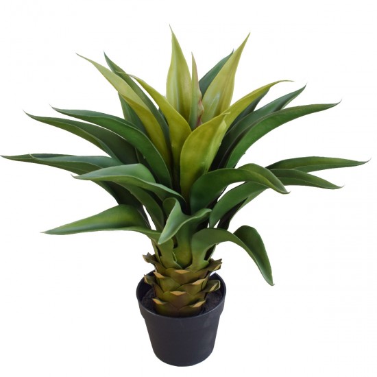 Agave 60cm Plant Agave 60cm Plant
