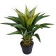 Agave 60cm Plant Agave 60cm Plant