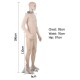186cm Tall Full Body Male Mannequin - Skin Coloured 186cm Tall Full Body Male Mannequin - Skin Coloured