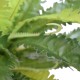 Artificial Birds Nest Fern 55cm Artificial Birds Nest Fern 55cm