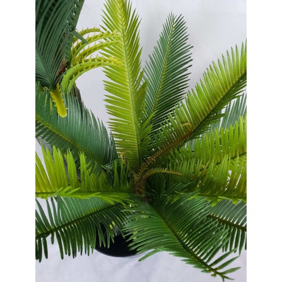 Multi Trunk Sago Cycad 130cm Multi Trunk Sago Cycad 130cm