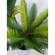 Multi Trunk Sago Cycad 130cm Multi Trunk Sago Cycad 130cm
