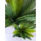 Multi Trunk Sago Cycad 130cm Multi Trunk Sago Cycad 130cm