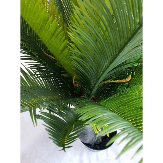 Multi Trunk Sago Cycad 130cm Multi Trunk Sago Cycad 130cm