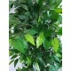 Mixed Green Bushy Ficus 180cm Mixed Green Bushy Ficus 180cm