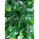 Mixed Green Bushy Ficus 180cm Mixed Green Bushy Ficus 180cm