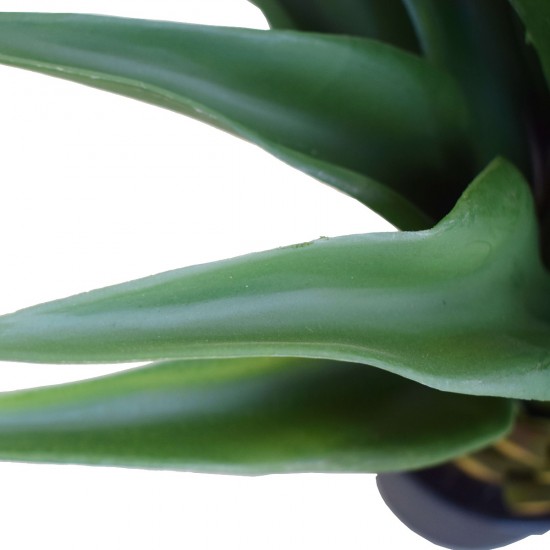 Agave 60cm Plant Agave 60cm Plant