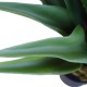 Agave 60cm Plant Agave 60cm Plant