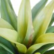 Agave 60cm Plant Agave 60cm Plant